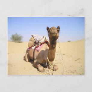 Camel Desert Middle East Peace Love Nature Destiny Postcard