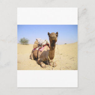 Camel Desert Middle East Peace Love Nature Destiny Postcard