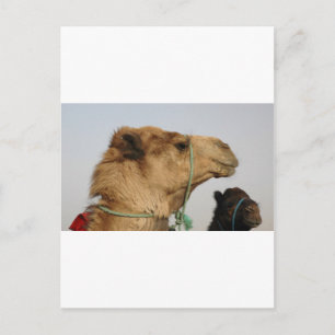 Camel Desert Middle East Peace Love Nature Destiny Postcard