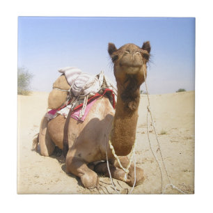 Camel Desert Middle East Peace Love Nature Destiny Tile