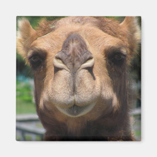 Camel Face Magnet