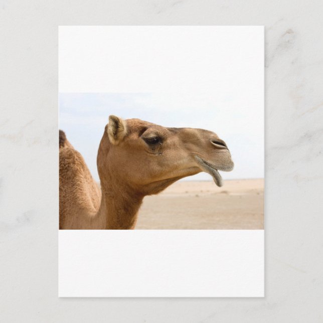 Camel face postcard (Front)