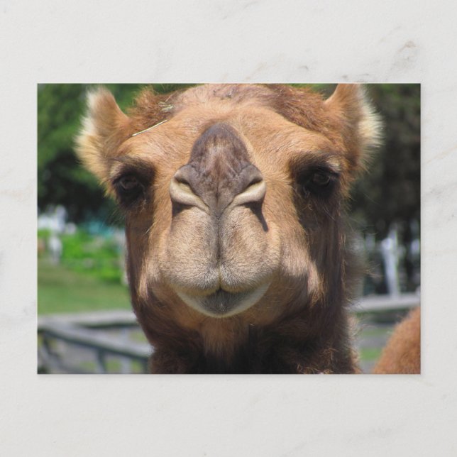 Camel Face Postcard (Front)