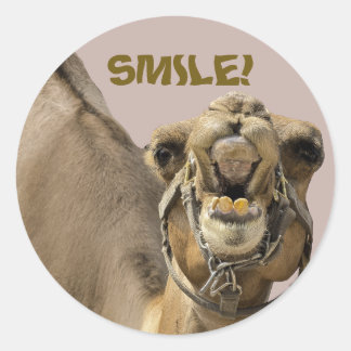 CAMEL FACE WITH TEETH & BIG SMILE LOOKS AT YOU CLASSIC ROUND STICKER