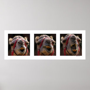 Camel Faces Poster