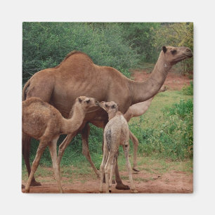 Camel Family Magnet