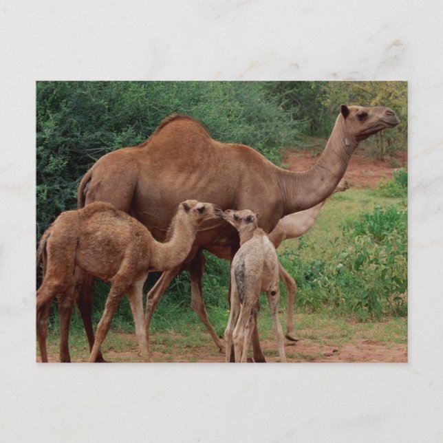 Camel Family Postcard (Front)