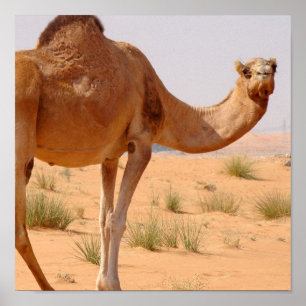 Camel for Arabs Poster Print