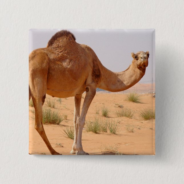 Camel for Arabs Square Pin (Front)