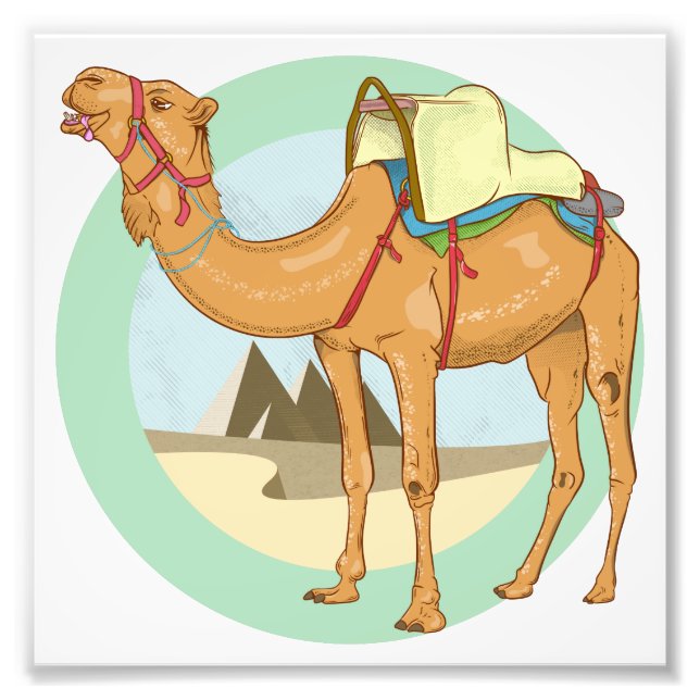 Camel Giza Pyramids Photo Print (Front)