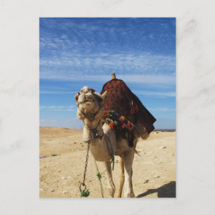Camel in Egypt photograph Postcard