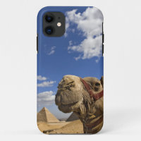 Camel in front of the pyramids of Giza, Egypt,