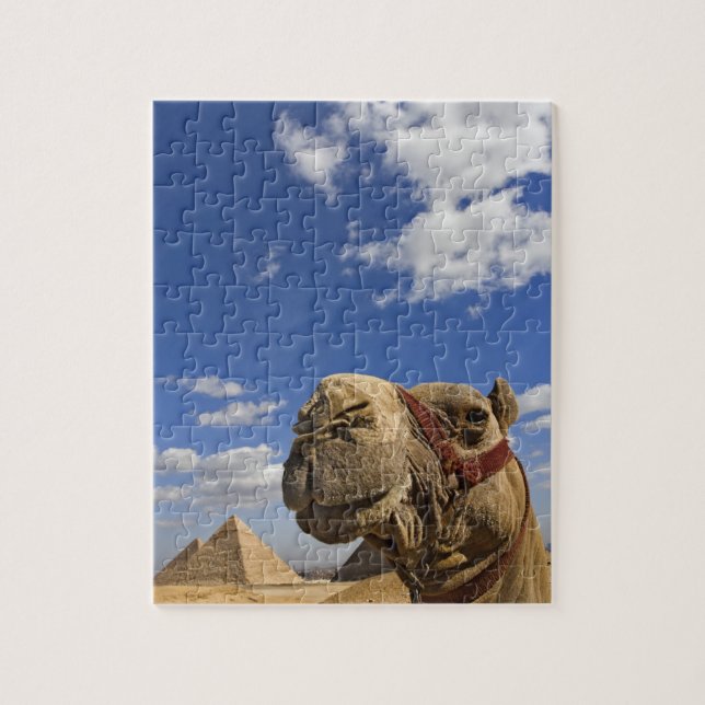 Camel in front of the pyramids of Giza, Egypt, Jigsaw Puzzle (Vertical)