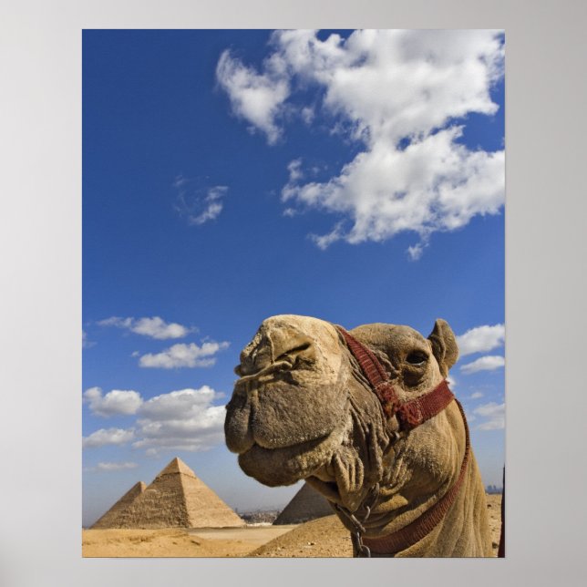 Camel in front of the pyramids of Giza, Egypt, Poster (Front)