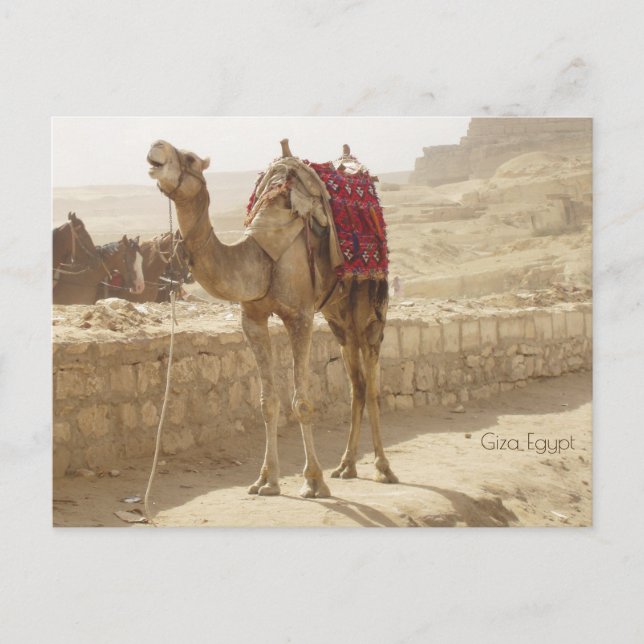 Camel in Giza Egypt Postcard (Front)