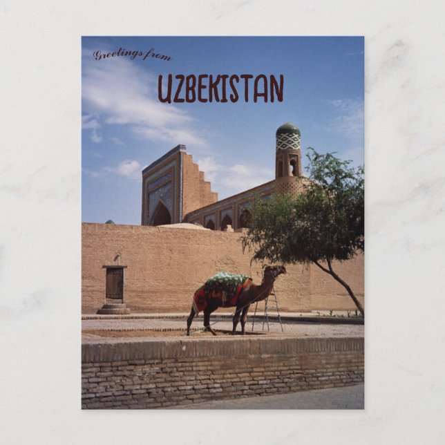 Camel in Khiva Uzbekistan Postcard (Front)