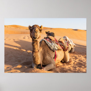 Camel in Oman desert Poster