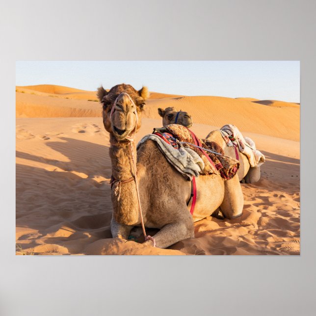Camel in Oman desert Poster (Front)