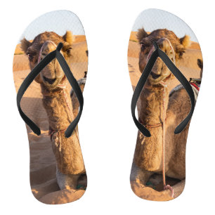 Camel in Oman desert Thongs