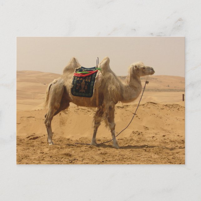 Camel in the desert postcard (Front)