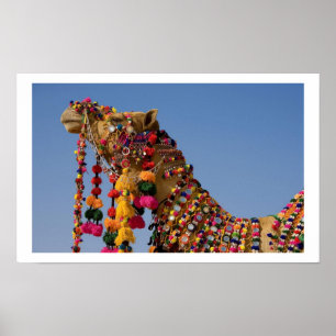 Camel in The Desert Poster