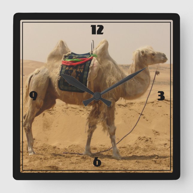 Camel in the desert square wall clock (Front)