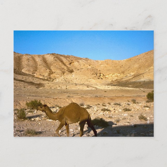 Camel in the Judean desert Postcard (Front)