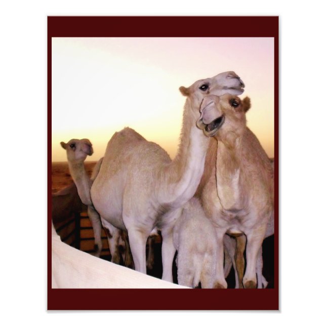 Camel Love Photo Print (Front)