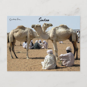 Camel Market in Sudan Postcard