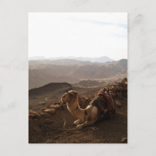 Camel on Mount Sinai Postcard