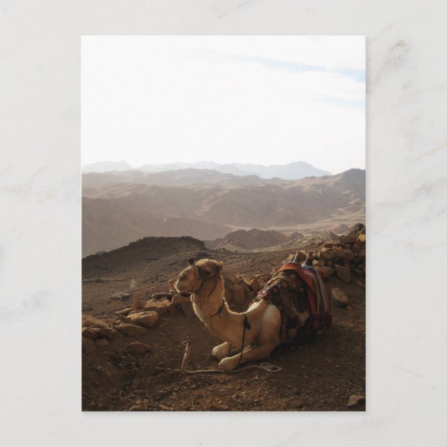 Camel on Mount Sinai Postcard (Front)