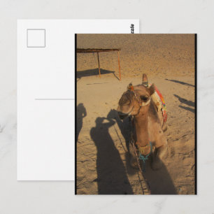 Camel Photoshoot Postcard