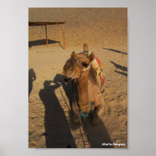 Camel Photoshoot Poster