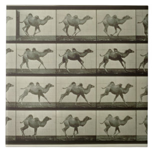 Camel, plate from 'Animal Locomotion', 1887 (b/w p Ceramic Tile