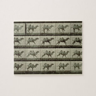Camel, plate from 'Animal Locomotion', 1887 (b/w p Jigsaw Puzzle