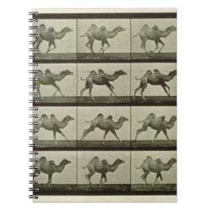 Camel, plate from 'Animal Locomotion', 1887 (b/w p Notebook