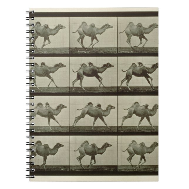 Camel, plate from 'Animal Locomotion', 1887 (b/w p Notebook (Front)