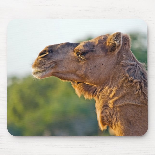 Camel Portrait Mouse Pad (Front)