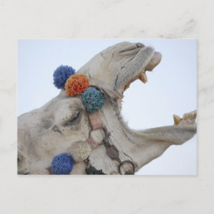 Camel Postcard