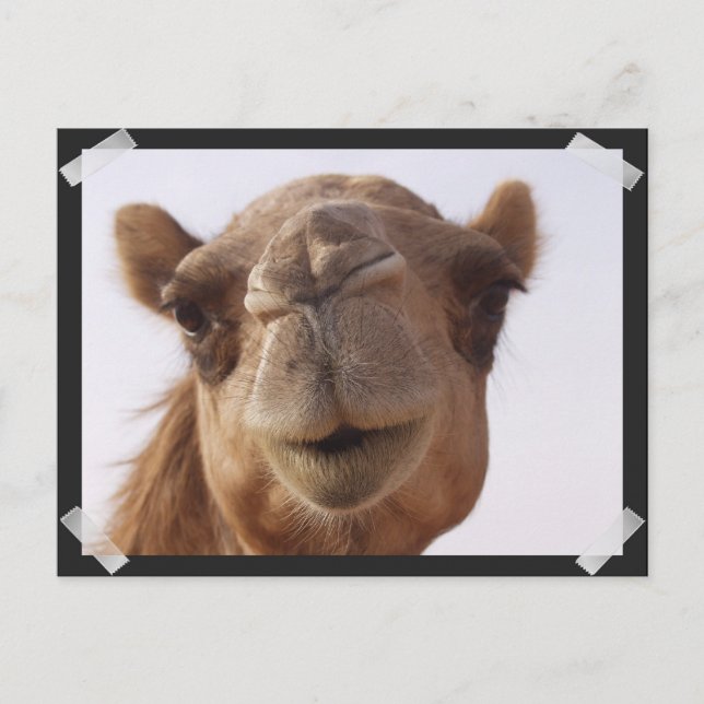 Camel Postcard (Front)
