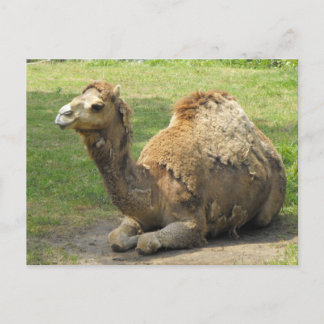Camel Postcard