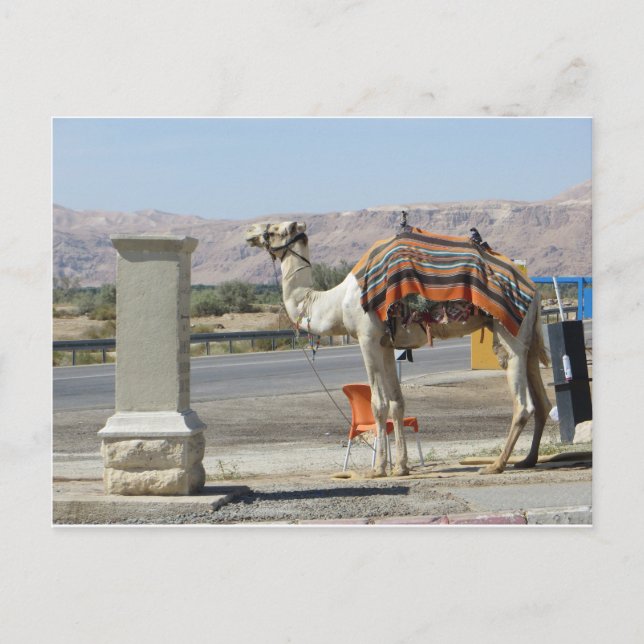 Camel Postcard (Front)