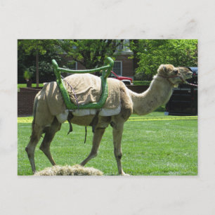 Camel Postcard