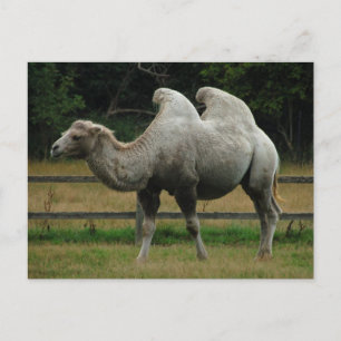 Camel postcard