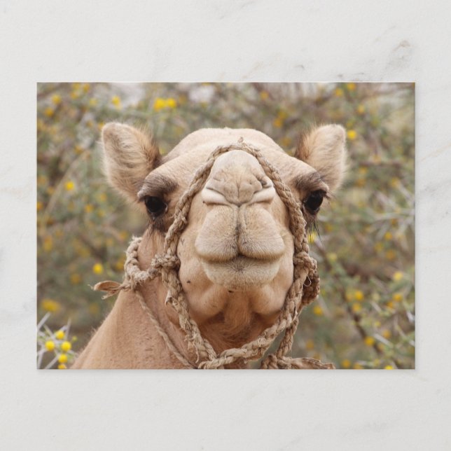Camel Postcard (Front)