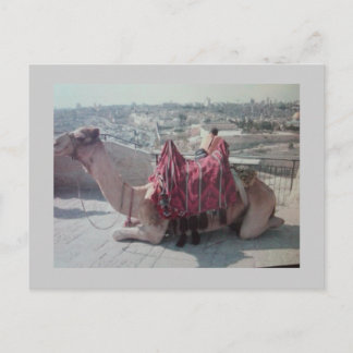 CAMEL POSTCARD