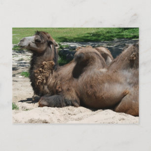 Camel Postcard