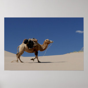 camel poster