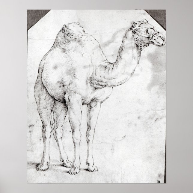 Camel Poster (Front)