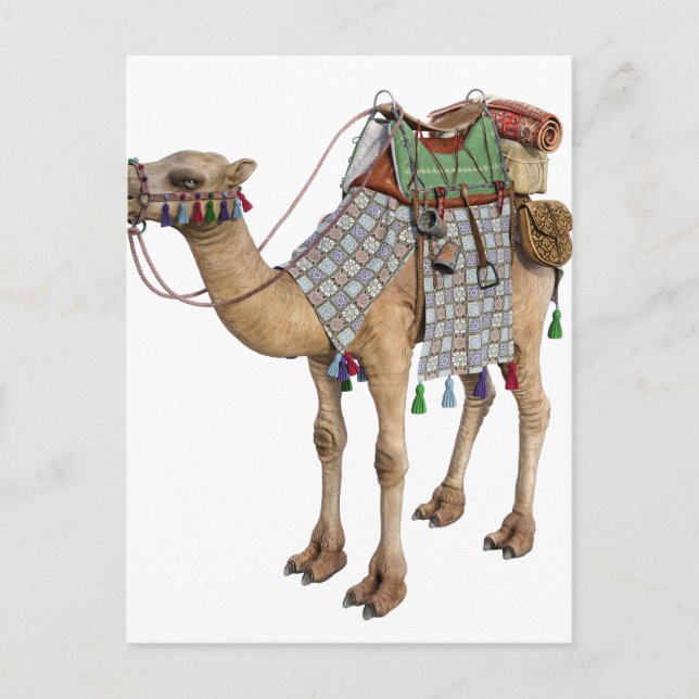 Camel prepared for Ancient Rider Postcard (Front)